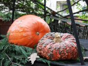 La Zucca di Murta è diventata virtuale
