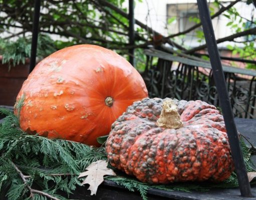 La 36^ Mostra della Zucca replica a Murta