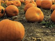 E’ tempo di Mostra della Zucca