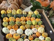 Scatta l’ora della Mostra della Zucca